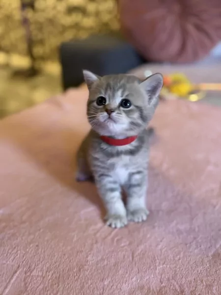 Britse korthaar kittens - afbeelding 3