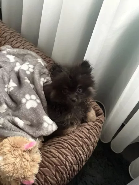 Pomeriaan-pup - afbeelding 2