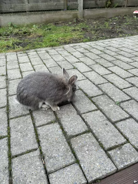 Konijn - afbeelding 2