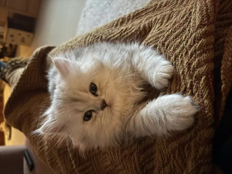 Nog 1 Brits Langhaar kitten te koop - afbeelding 3