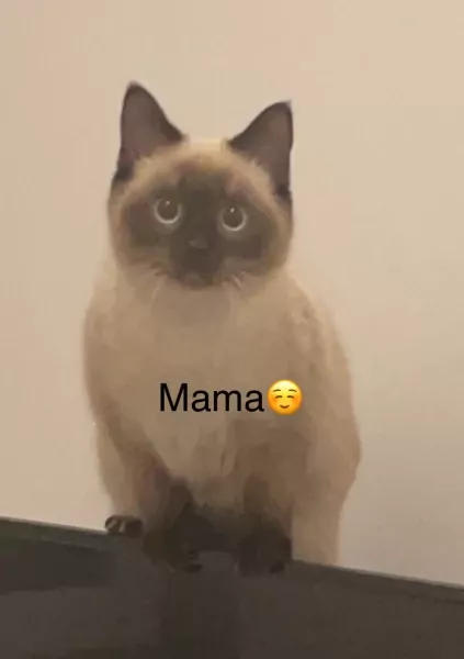 2 prachtige kittens (BKH + Siamees) - afbeelding 2
