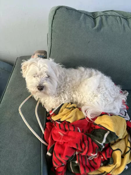 Maltezer reu - afbeelding 2