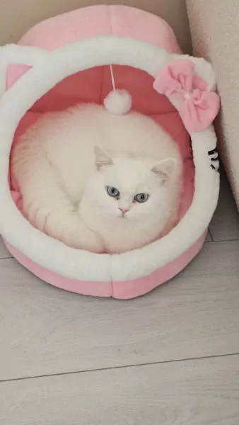 British shorthair cat - afbeelding 2