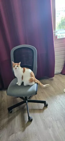 Simba zoekt lieve baasje - afbeelding 4