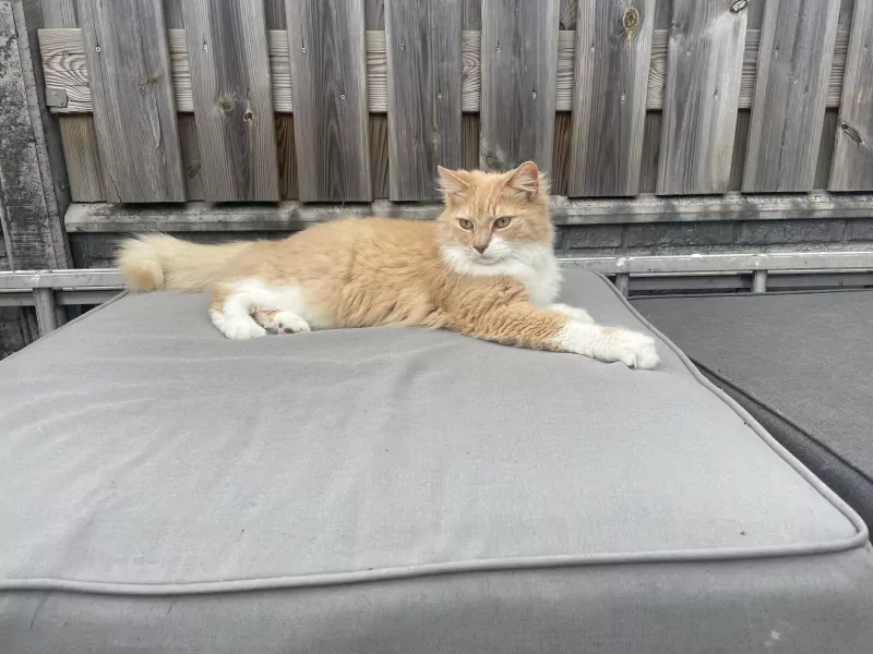 Lieve, knappe Toby zoekt zijn 4ever home - afbeelding 5