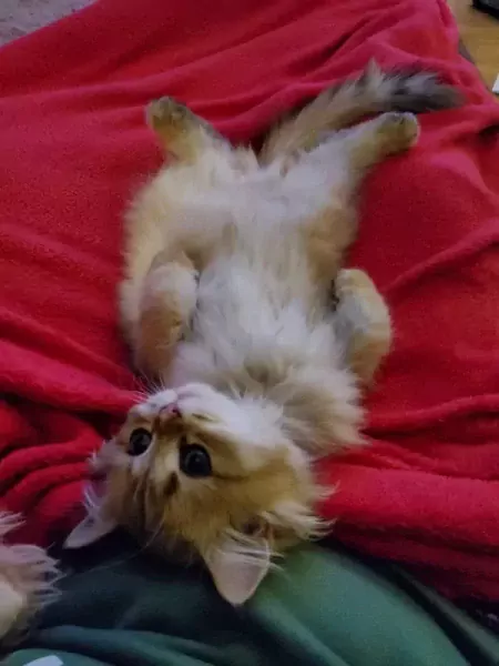 Britse langhaar - afbeelding 1