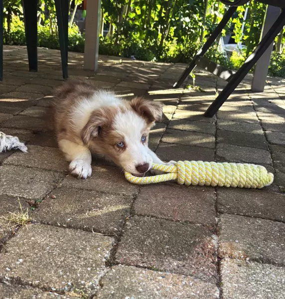 Border collie pup van 9 weken - afbeelding 6