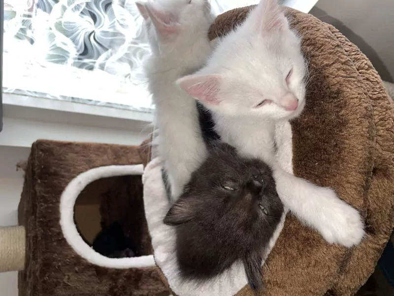 4 kater kittens ragdoll x britse korthaar - afbeelding 3