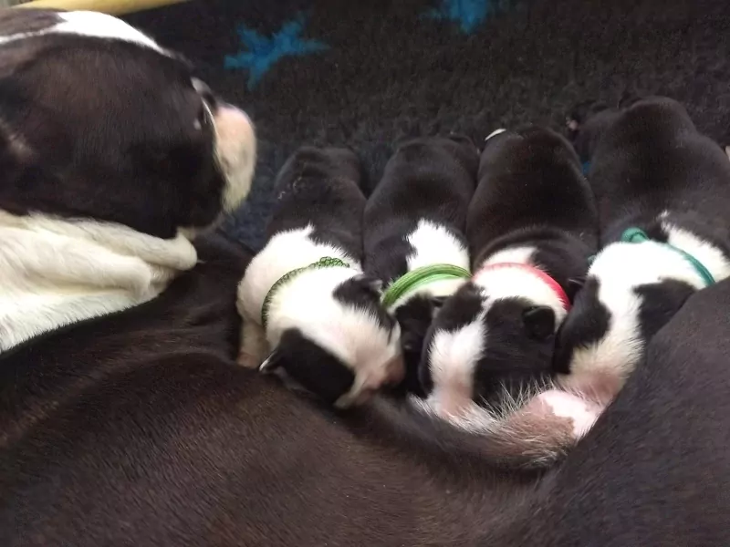 Boston Terrier - afbeelding 2