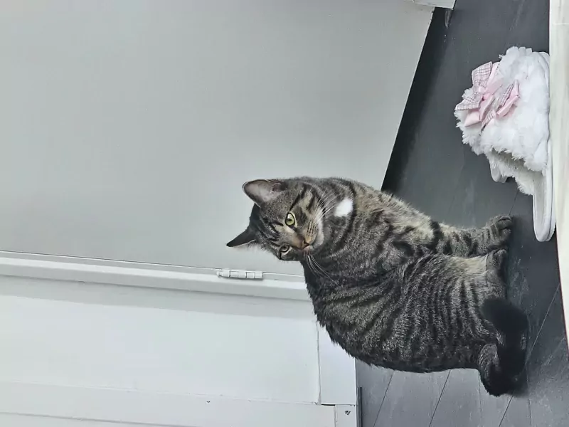 Chico - afbeelding 1