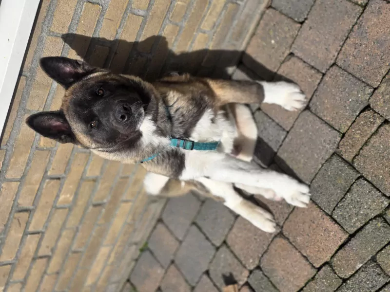 Lieve Akita reu 5 maanden jong - afbeelding 2