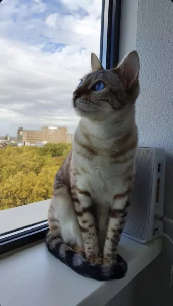 Bengaalse katten: broer en zus - afbeelding 3 Bengaalse katten: broer en zus - afbeelding 3