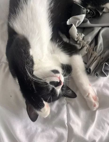 Halve britse korthaar van 8 maanden - afbeelding 2