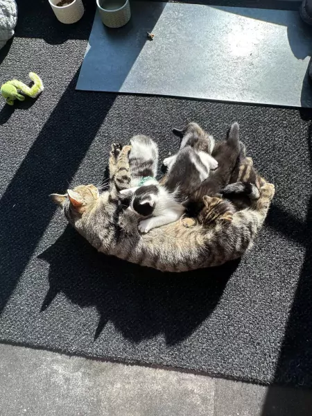 Lieve en ondernemende kittens zoeken hun nieuwe thuis - afbeelding 5