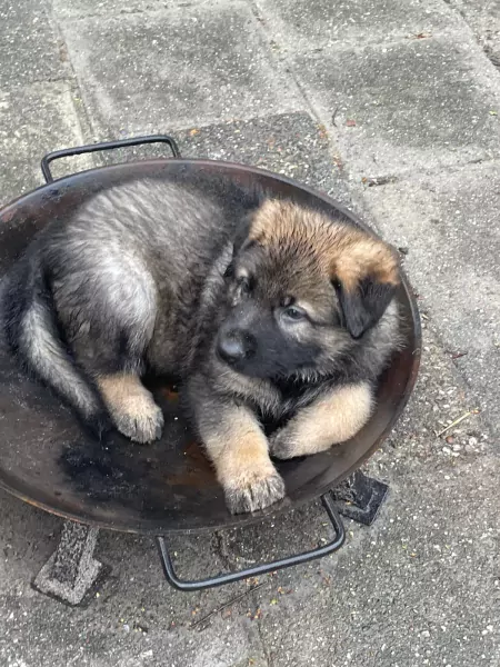 2 Duitse herder pups 💙❤️ - afbeelding 1