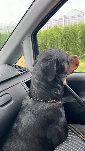 Lieve Rottweiler reu - afbeelding 3