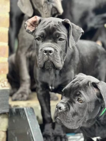 Cane Corso puppy's van 2 maanden oud te koop - afbeelding 1