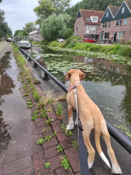 Lieve Tala zoekt een nieuw thuis - afbeelding 2