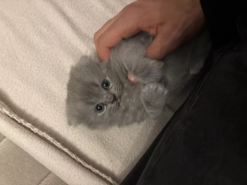 Lichtgrijze Britse langhaar scottish fold - afbeelding 2