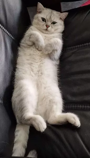 Britse Korthaar kater! - afbeelding 6