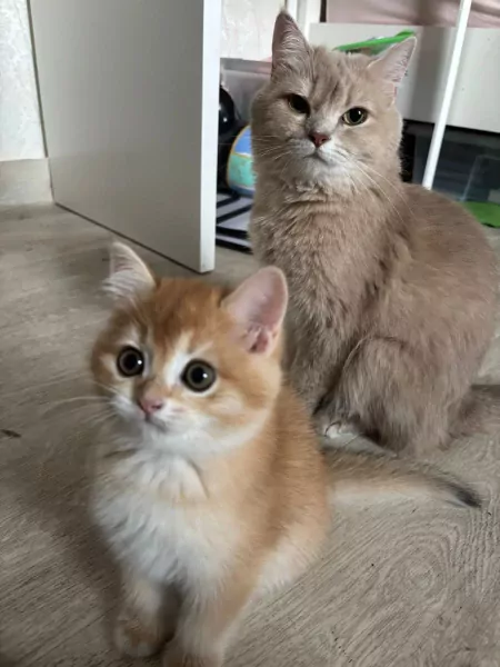 Britse korthaar kittens, bijna 12 weken oud - afbeelding 6