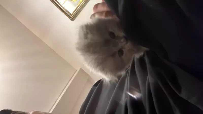 Lichtgrijze Britse langhaar scottish fold - afbeelding 3