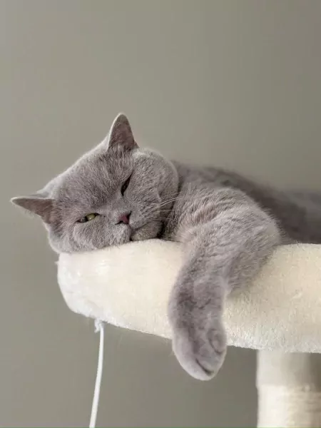 Nieuw huisje gezocht voor onze Brits Korthaar Lilo - afbeelding 4