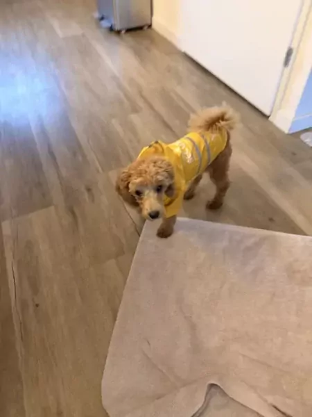 We zoeken een nieuw huisje voor onze puppy - afbeelding 5