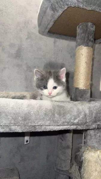 Lieve kitten - afbeelding 4