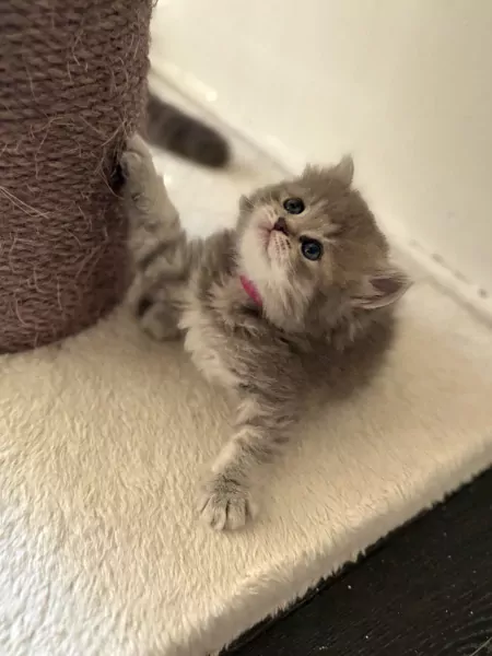 Britse korthaar kittens - afbeelding 6