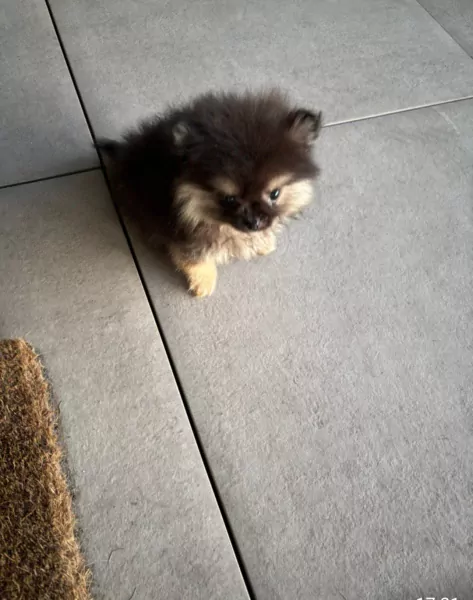 Pomeranian puppy te koop - afbeelding 5