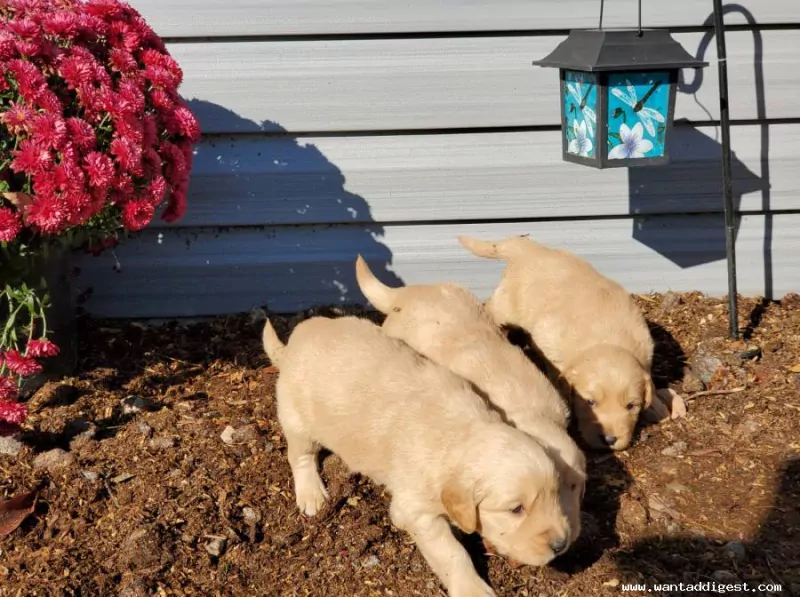 Golden Retriever Pups - Zorgvuldig gefokt met Stamboom. - afbeelding 3