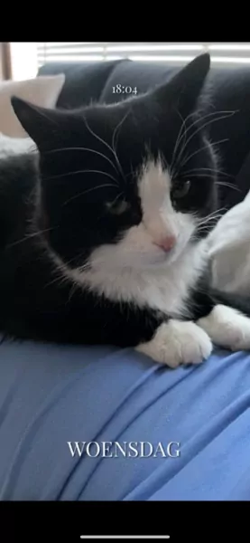 2 katers - afbeelding 3