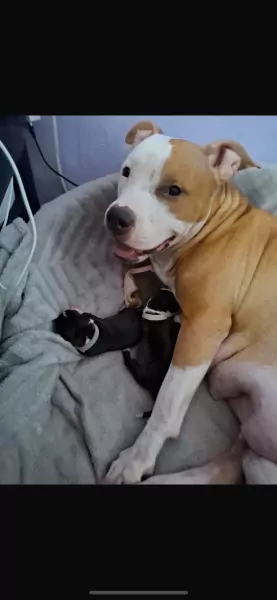 Amerikaanse Stafford Pup - afbeelding 5