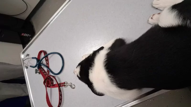 Sportieve border collie pup zoekt zijn mand - afbeelding 6