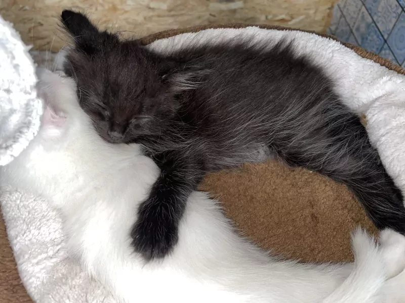 4 kater kittens ragdoll x britse korthaar - afbeelding 2