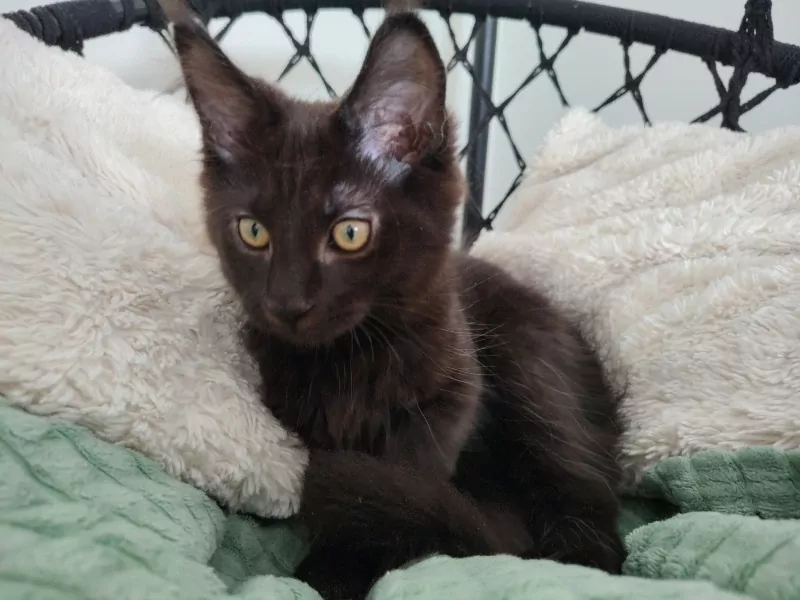 Maine Coon kittens - afbeelding 3