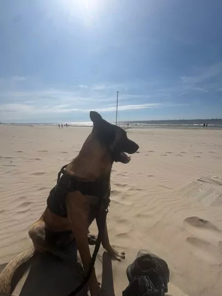 Mechelse herder met stamboom en werklijn - afbeelding 4