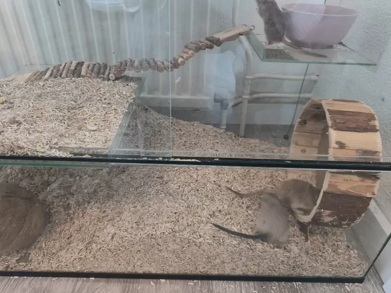 Gerbils + bak te koop - afbeelding 2