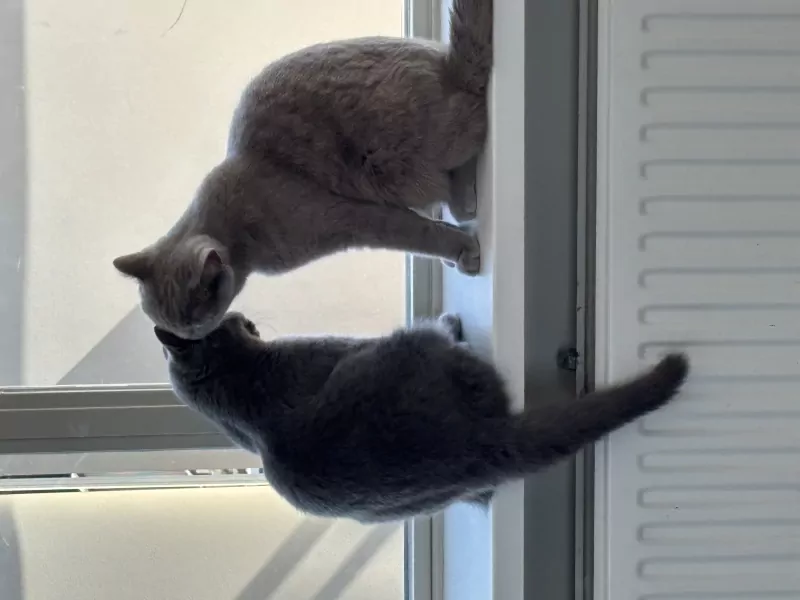 kitten - afbeelding 2
