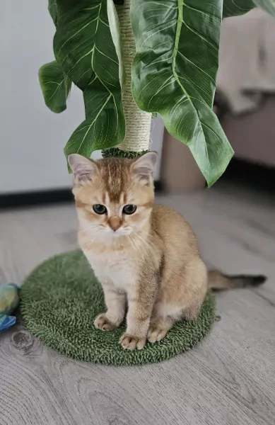 Raszuivere Brits kittens - afbeelding 4