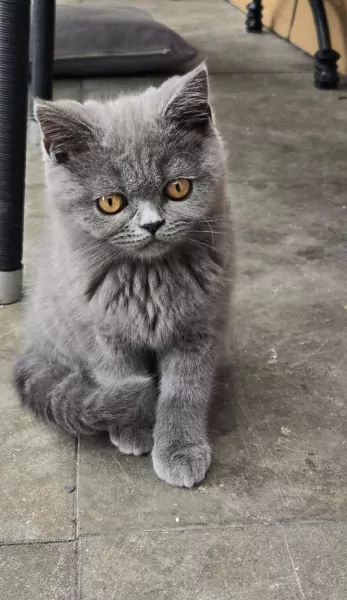 Britse korthaar Kitten (kater) - afbeelding 4