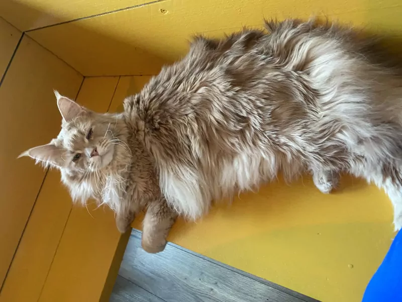 Main Coon kater - afbeelding 3