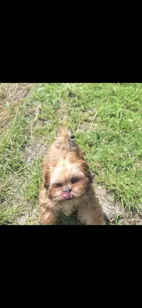 Shih Tzu pup Coco zoekt liefdevol huisje - afbeelding 5
