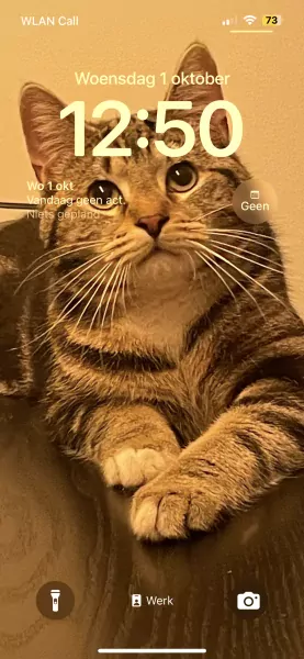 Lieve kater Jul aangeboden - afbeelding 1