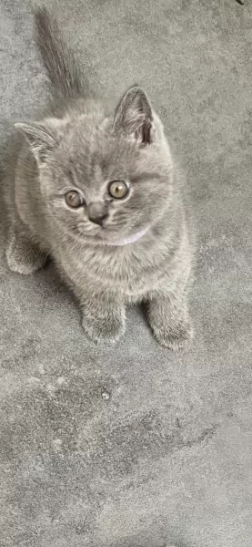 Brits korthaar kittens - afbeelding 2