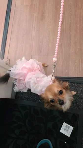 Chihuahua teefje 4 jaar - afbeelding 4 Chihuahua teefje 4 jaar - afbeelding 4