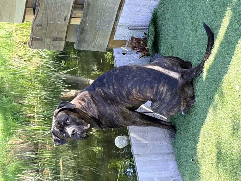 Cane corso reu - afbeelding 3