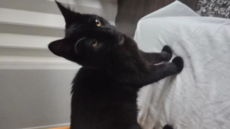 Kater en poes, broer en zus - afbeelding 2