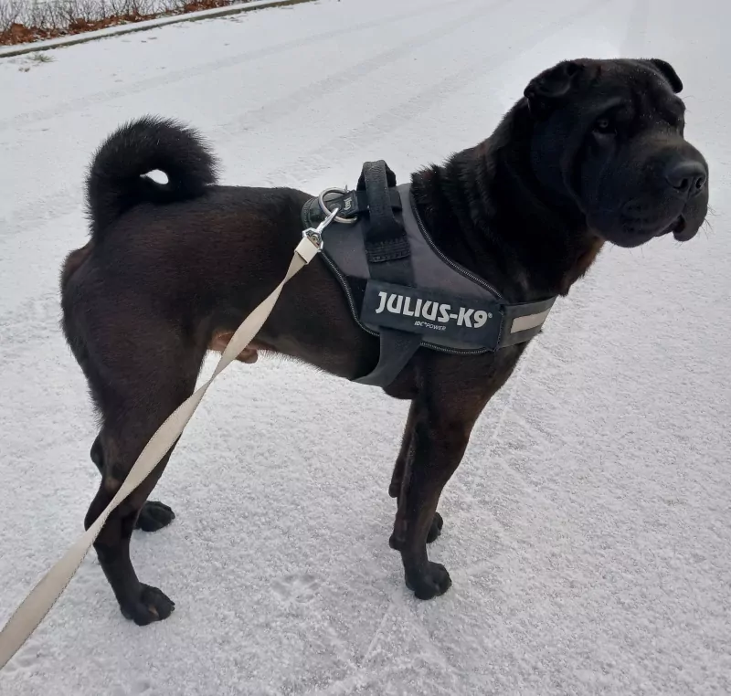3 jaar Lucky - Reu Shar-pei - afbeelding 5